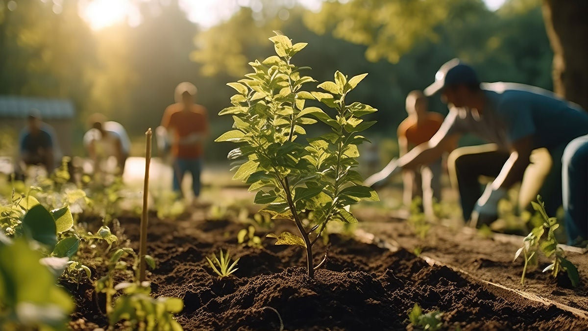 volunteers planting trees