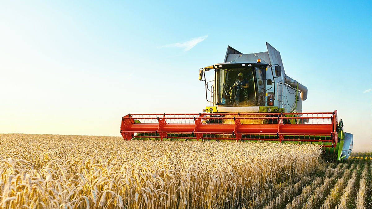 combine harvester harvests ripe wheat, concept of a rich harvest, agriculture image