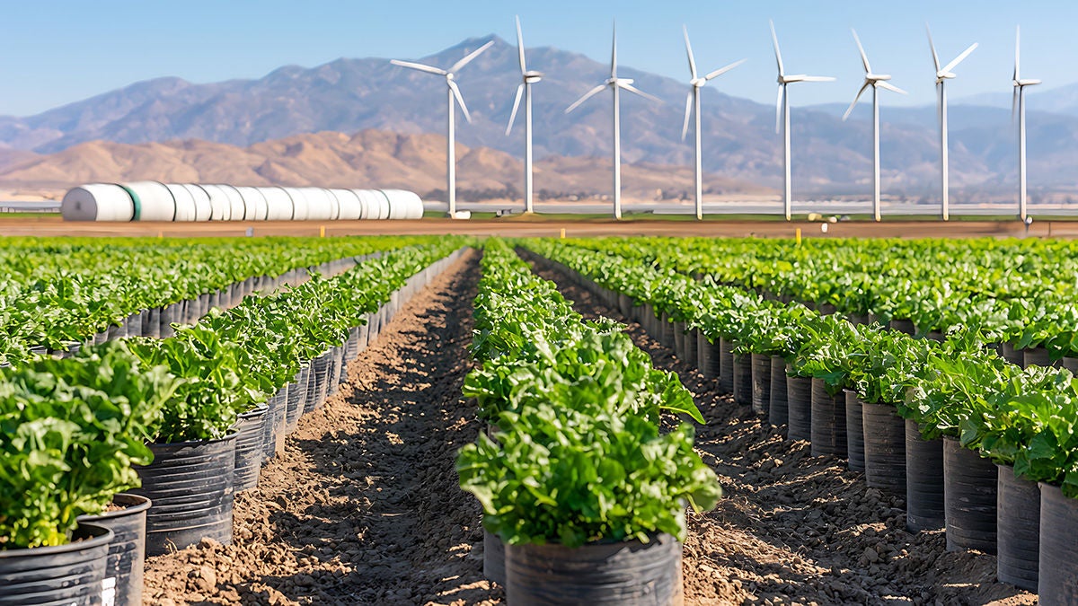 Agriculture field with wind mills in background